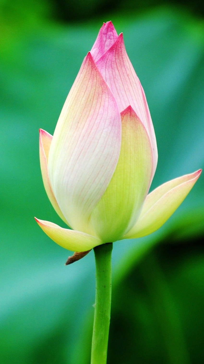 Czysty piękny pąk kwiatu lotosu Makro Bokeh Tapeta na telefon HD
