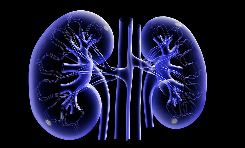 Suggerimenti per la salute dei reni - Watt Works Nutrition, donazione di organi Sfondo HD