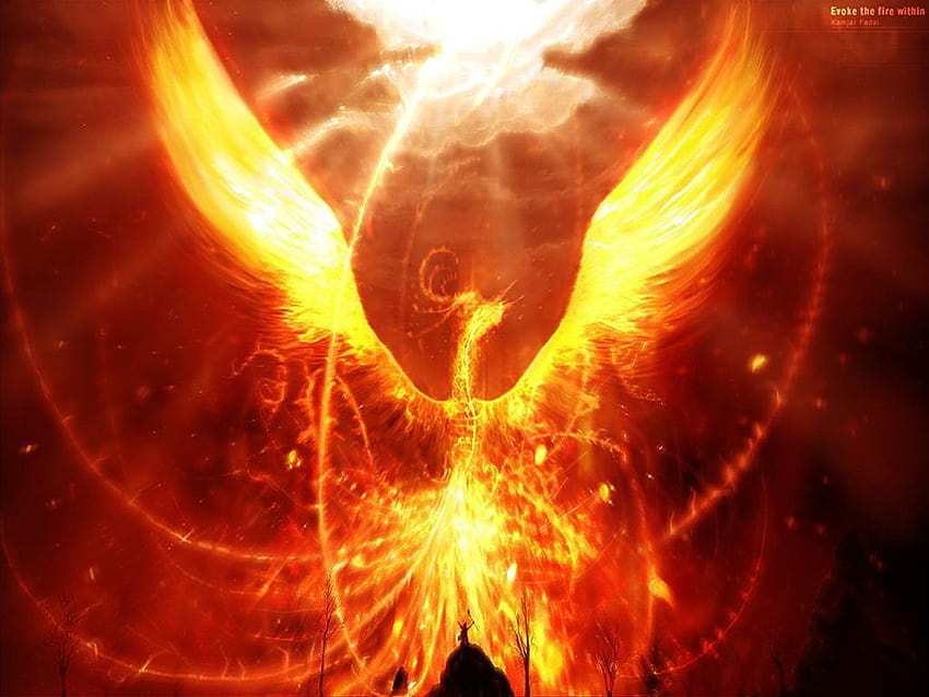 Ave Fenix, dragons and phoenix rising from ashes HD wallpaper