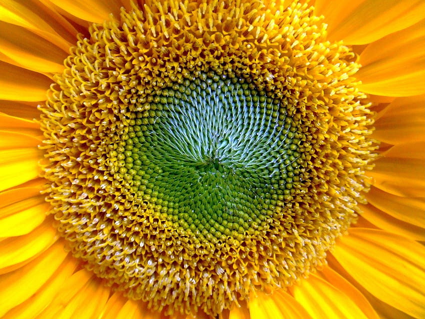 Helianthus Annuus Sunflower Yellow Flower Closeup HD wallpaper