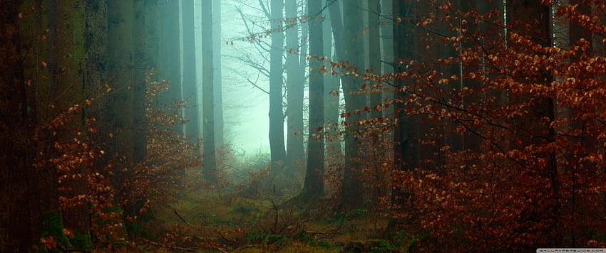 Las, drzewa, chodnik, mgła, jesień Ultra tła dla U Telewizor: panoramiczny, ultraszeroki i laptop: tablet: smartfon, ultraszeroka jesień Tapeta HD