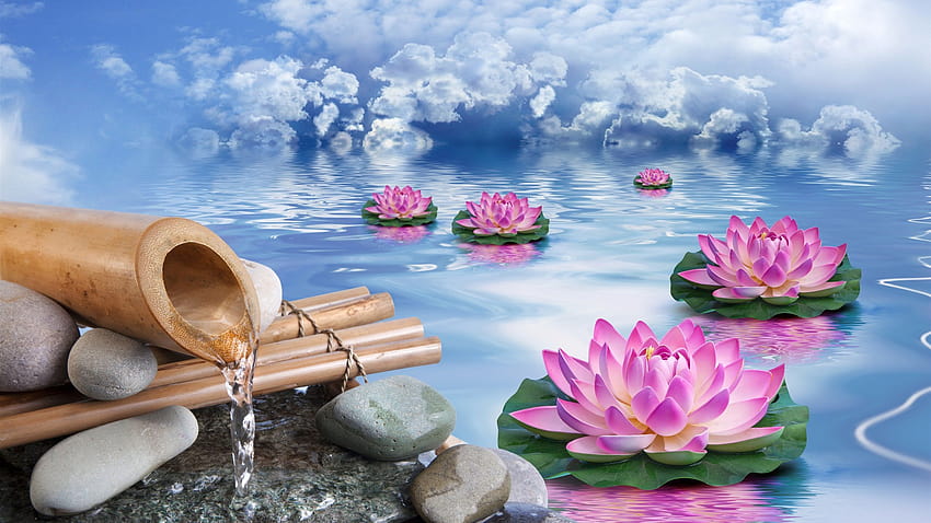 Zen Lotus Flower, lotus garden HD wallpaper