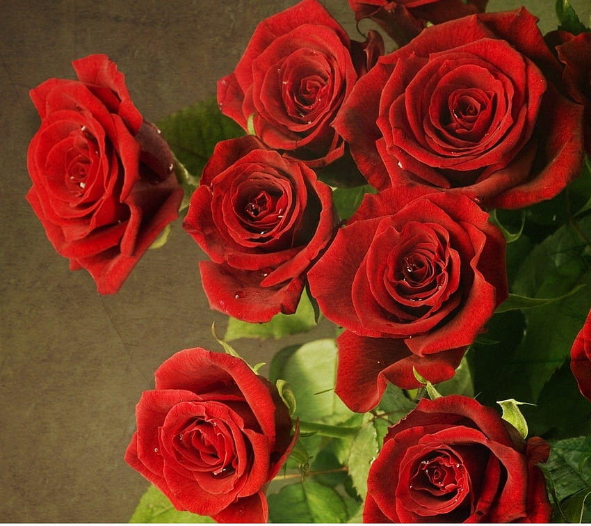 Flores: Rosas Rosa Preciosas Flores Rojas para, rosa fondo de pantalla |  Pxfuel
