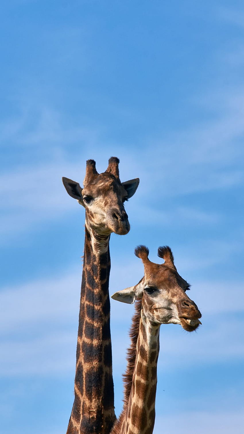 938x1668 Giraffe, Tiere, langer Hals iPhone 8/7/6s/6 für Parallax-Hintergründe HD-Handy-Hintergrundbild