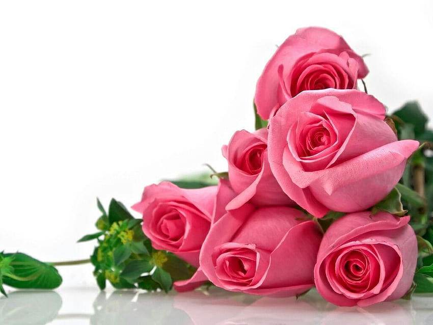 flowers for flower lovers.: Flowers beautiful roses, of rose flowers HD wallpaper