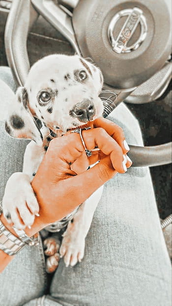 Pinterest on Dog, aesthetic preppy HD phone wallpaper | Pxfuel