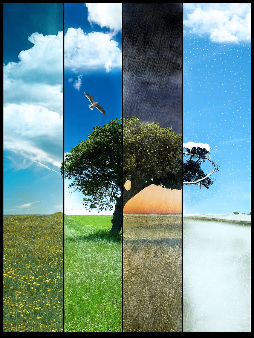 Different Seasons In One, all 4 seasons HD phone wallpaper