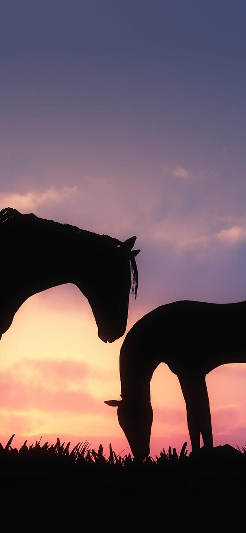 1242x2688 Horses Sunset Iphone XS MAX , Backgrounds, and, horse phone sunset HD phone wallpaper