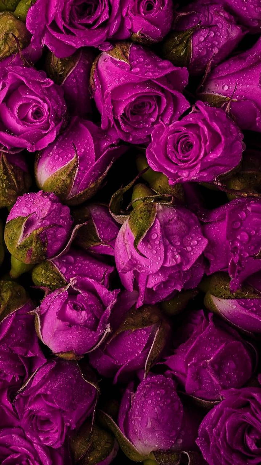 Dark pink roses, dark pink rose iphone HD phone wallpaper