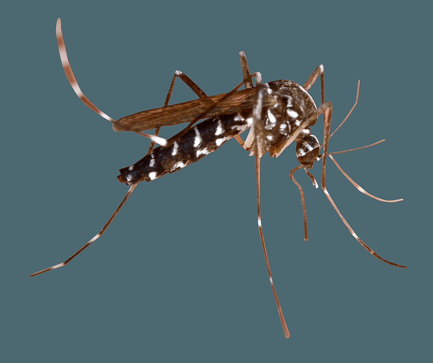 Sivrisinek PNG, turna sineği HD duvar kağıdı