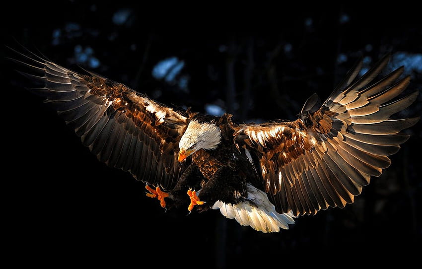 Pájaro, águila, alas, águila, sección животные, alas de águila fondo de  pantalla | Pxfuel