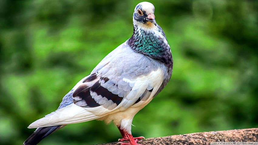 Удивителен гълъб, цветен HD тапет