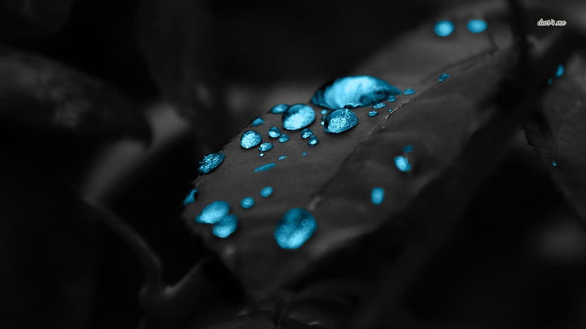 Blue water drops on a dark leaf HD wallpaper