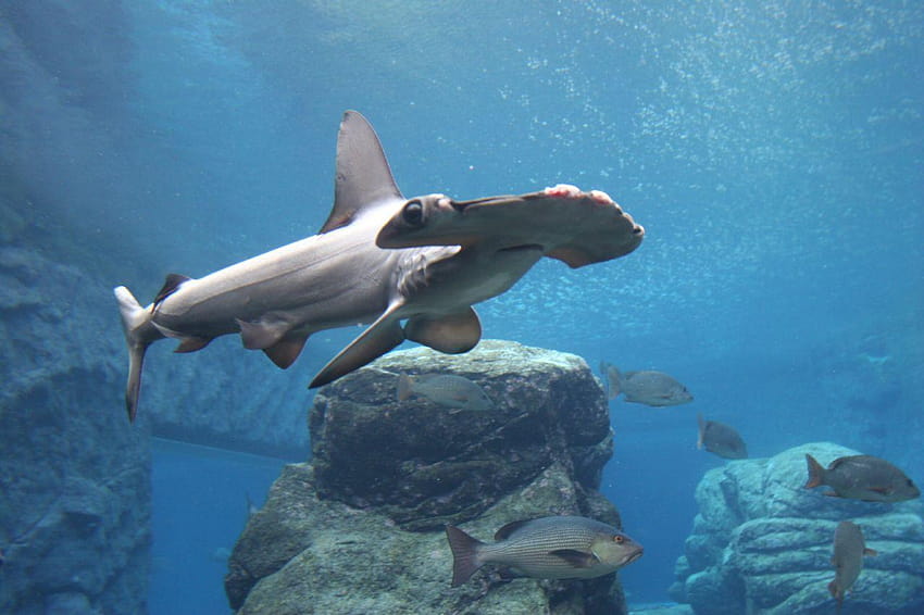 Hammerhead Shark – Predator of the Seas, hammerhead sharks HD wallpaper ...