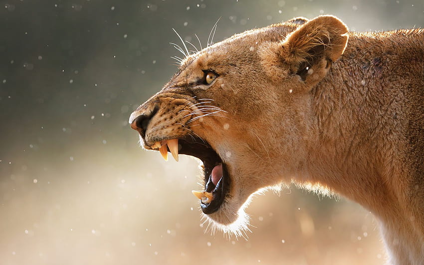 Roaring Lion [1920x1200]:, lions open mouth HD wallpaper