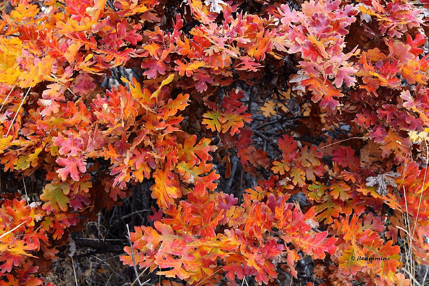 Automne season nature landscapes rain fall leaf, falling oak leaves HD wallpaper