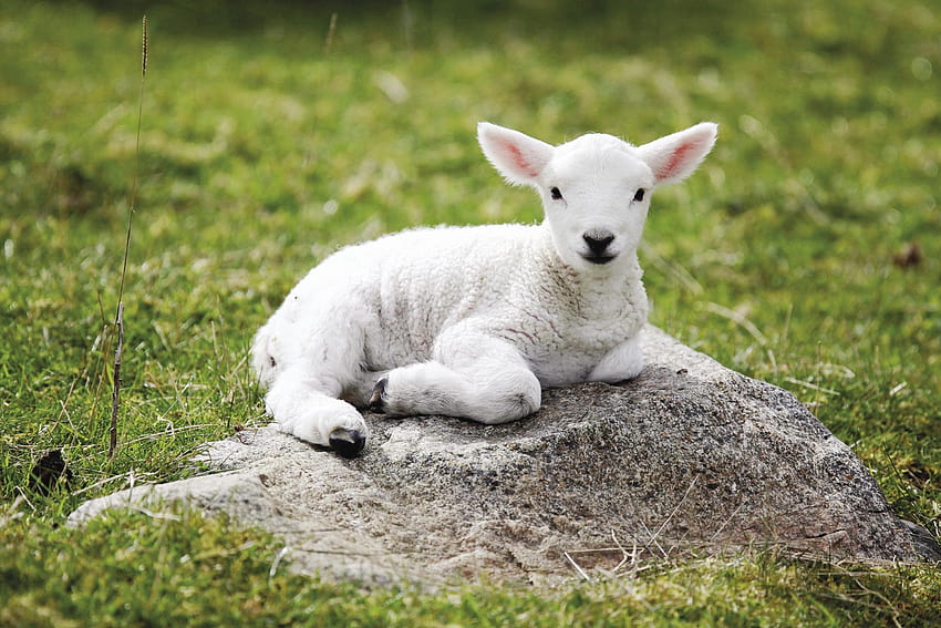 Cute lamb HD wallpaper