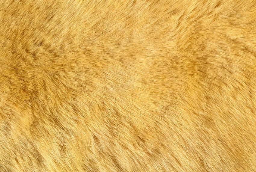 texture, fluff, fur, animal texture, backgrounds HD wallpaper