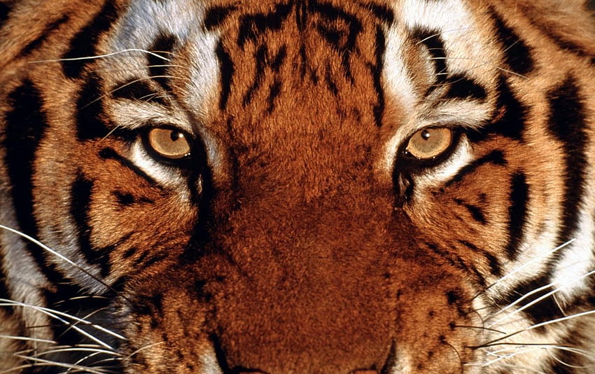 Retrato de tigre fondo de pantalla