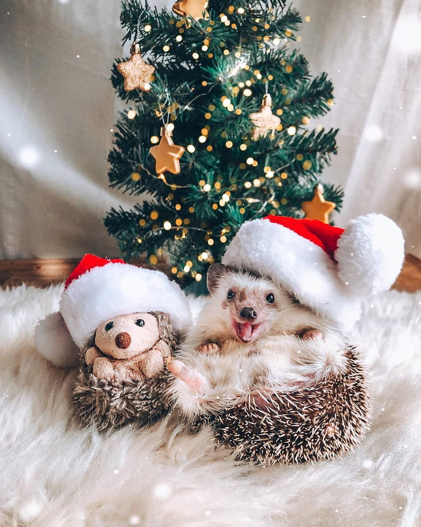 Mr.Pokee the Hedgehog on Instagram: “It's the HAPPIEST time of the year, hedgehog christmas HD phone wallpaper