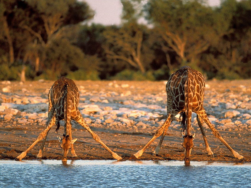 Jirafas sedientas / Parque Nacional de Etosha / Namibia / África, parque nacional del serengeti fondo de pantalla