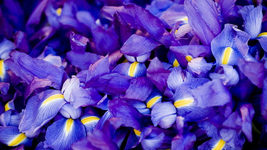 Flor de iris fondo de pantalla