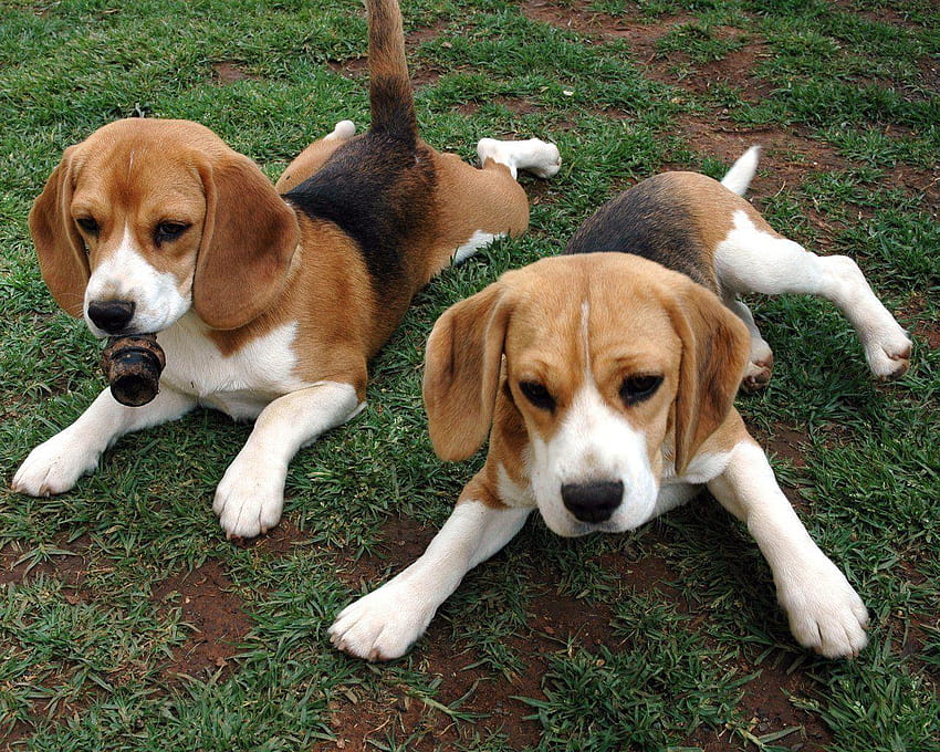 Beagle Dogs HD wallpaper