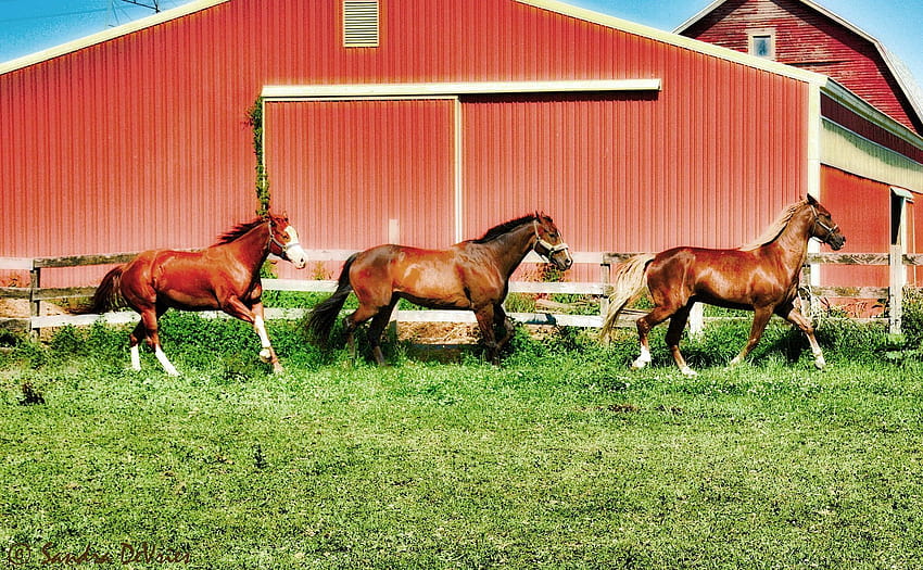 Gus, Gucci & Wiseman, horses winter corral HD wallpaper