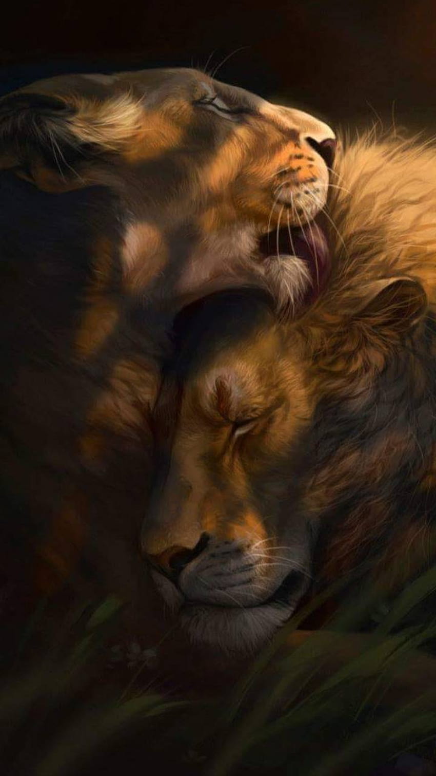Iphone Lion And Lioness Love รักสิงโต วอลล์เปเปอร์โทรศัพท์ HD