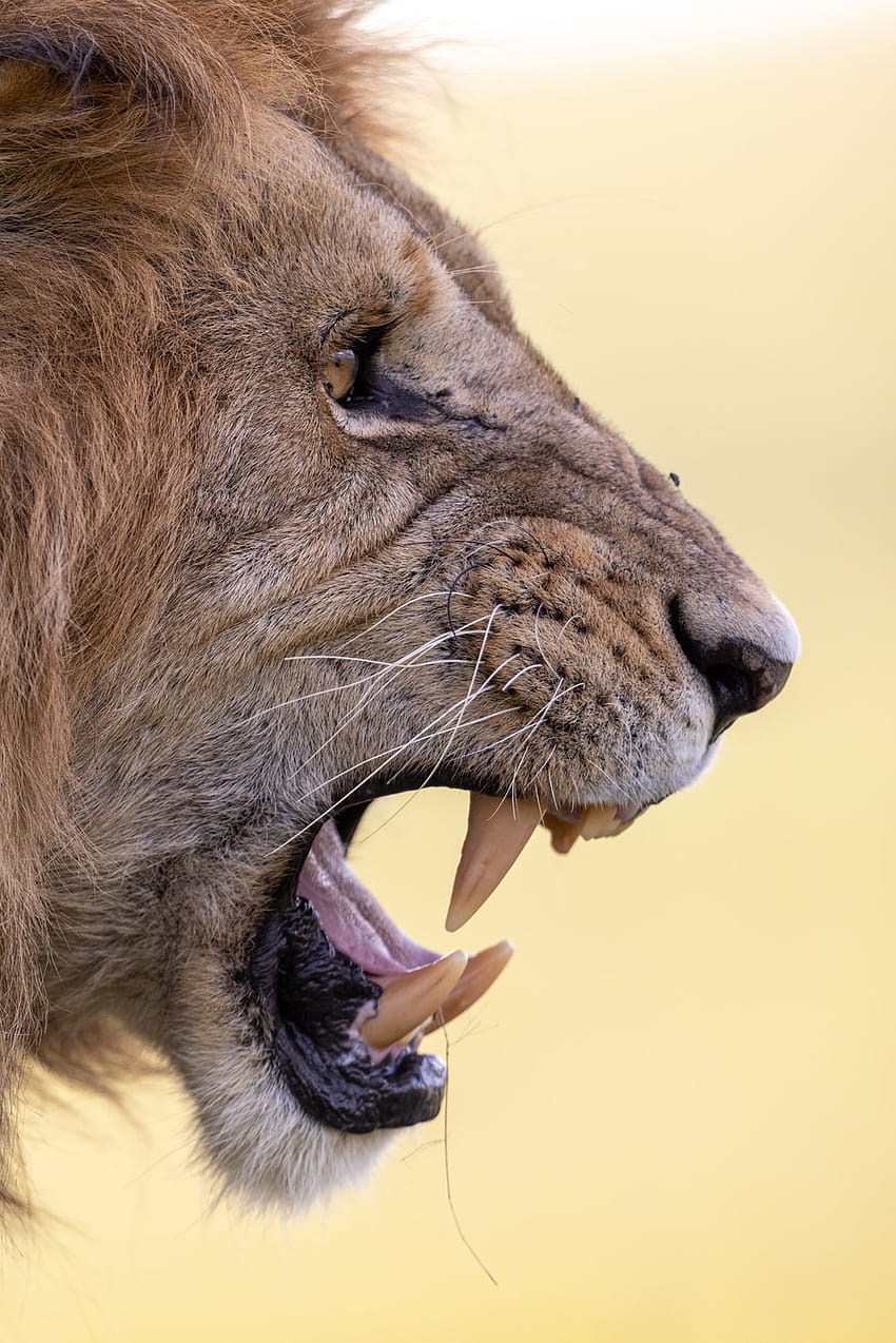 ağzı açık kahverengi aslan – Hayvan, aslanların ağzı açık HD telefon duvar kağıdı