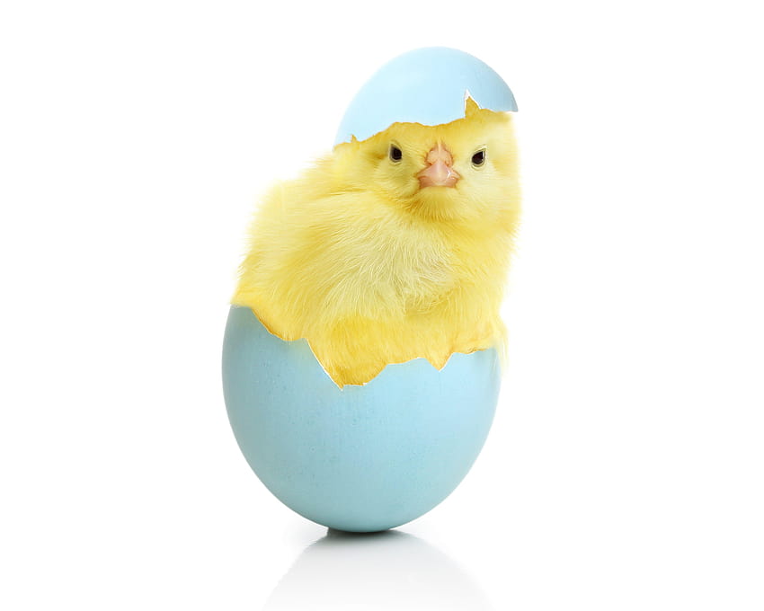 Chicken Eggs Animals egg easter chick baby, baby chicks easter HD wallpaper