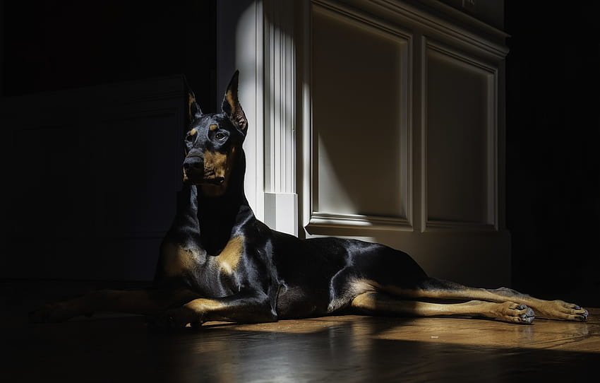 Doberman Dog Breed [1920x1080] : r/wallpaper