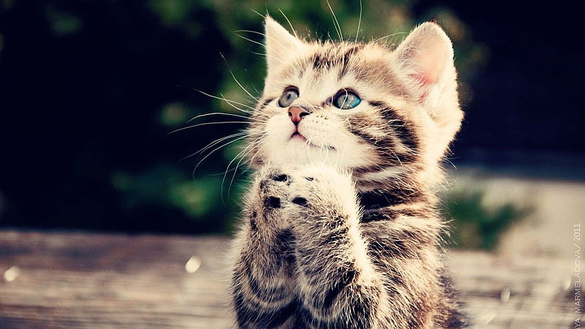 nothing political, just a praying kitten, kittens praying HD wallpaper