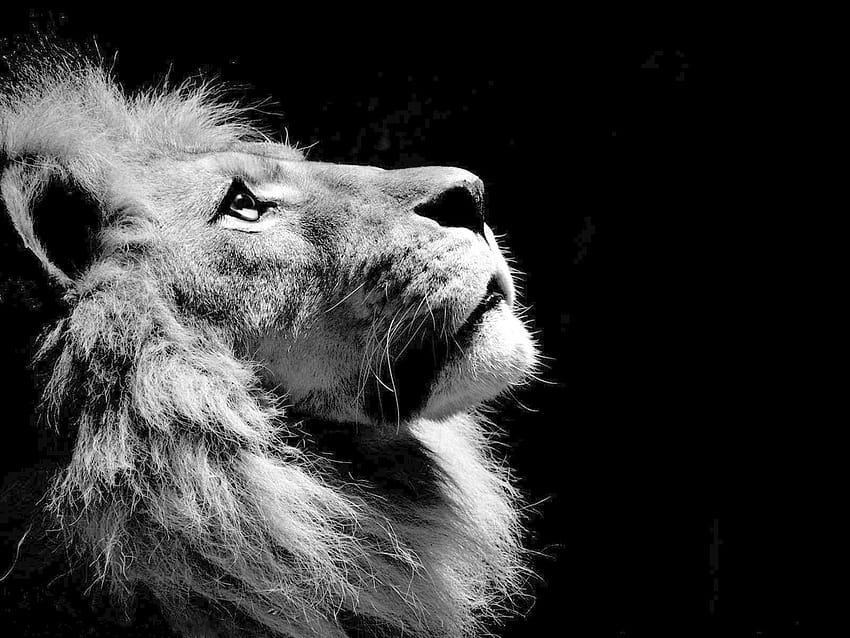 Black White Lion Tattoos Frauen, león triste fondo de pantalla