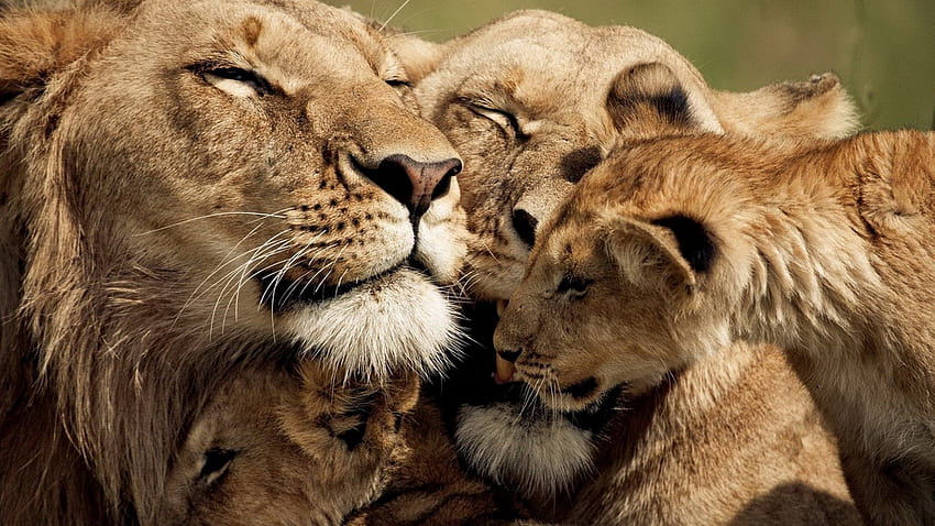 850 Löwenfamilie HD-Hintergrundbild