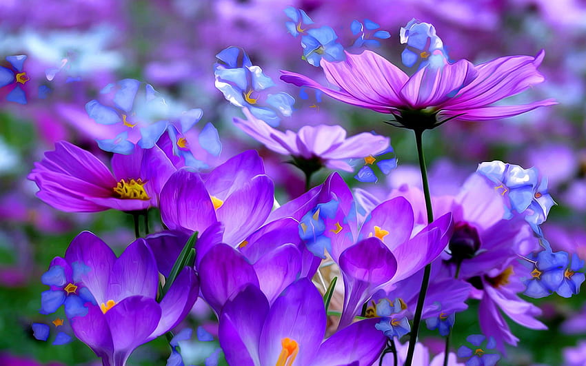 Crocuses Beautiful Purple Flowers Colored Detsktop, colorful crocuses HD wallpaper