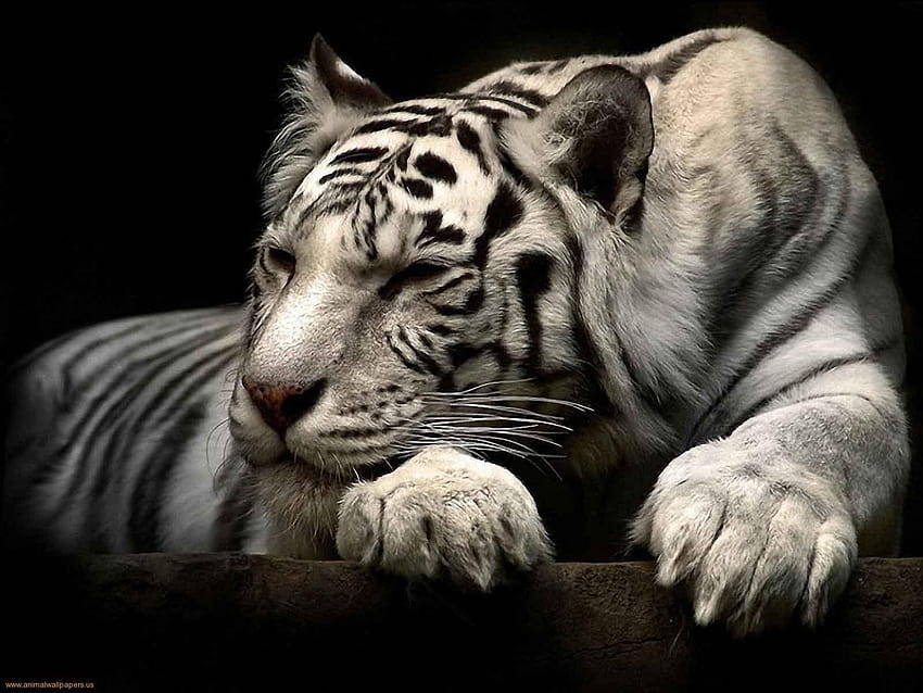 Tigre blanc, malédiction des tigres Fond d'écran HD