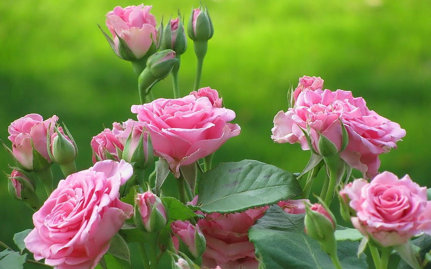 Hermosas flores de rosas rojas naturales fondo de pantalla