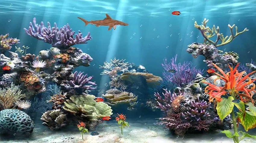 Great Aquarium Fish Gif