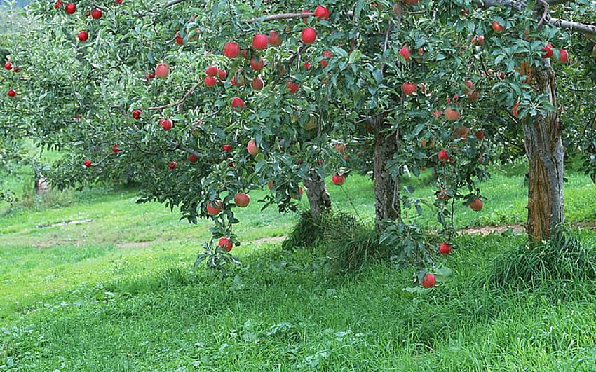 Apple fruits tree, fruits trees HD wallpaper