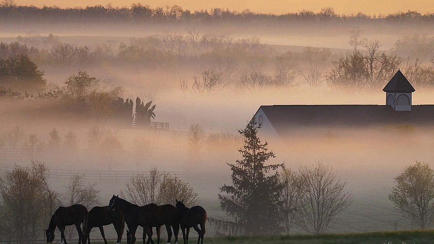 horse, morning haze HD wallpaper