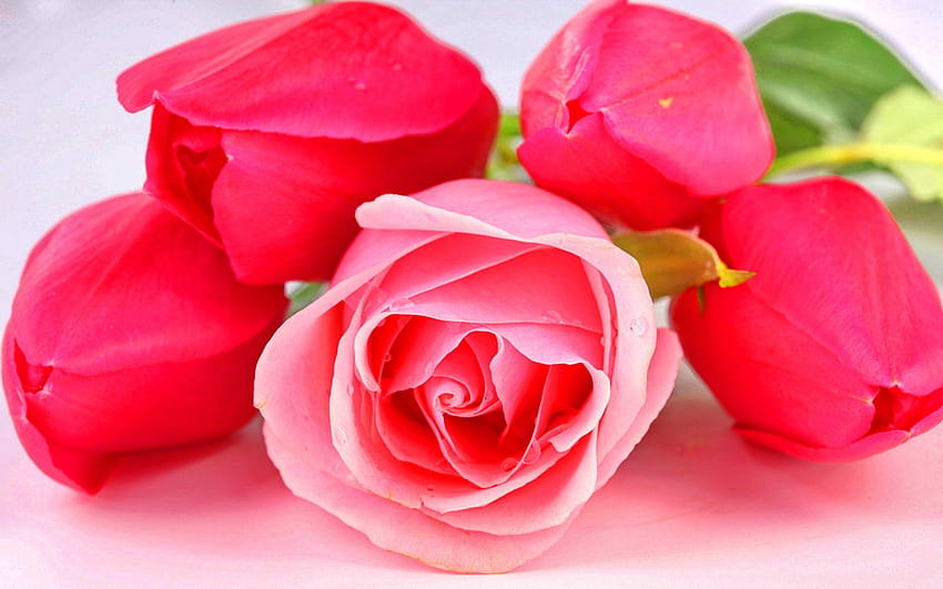 Flowers: Red Beauty Pink Bright Nature Roses Lovely Beautiful Tulips, beautiful pink roses for HD wallpaper