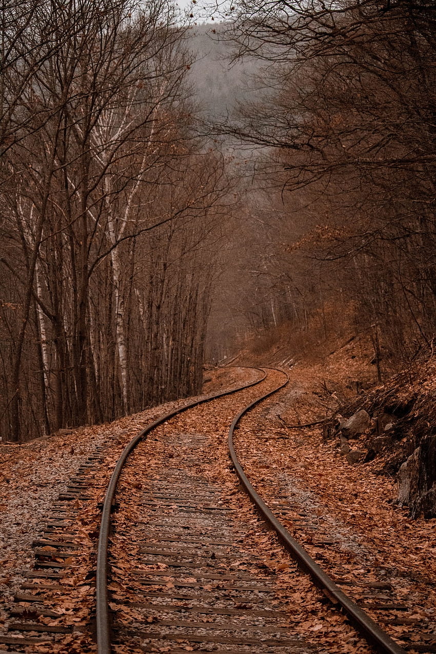 Railway forest mobile HD wallpapers | Pxfuel