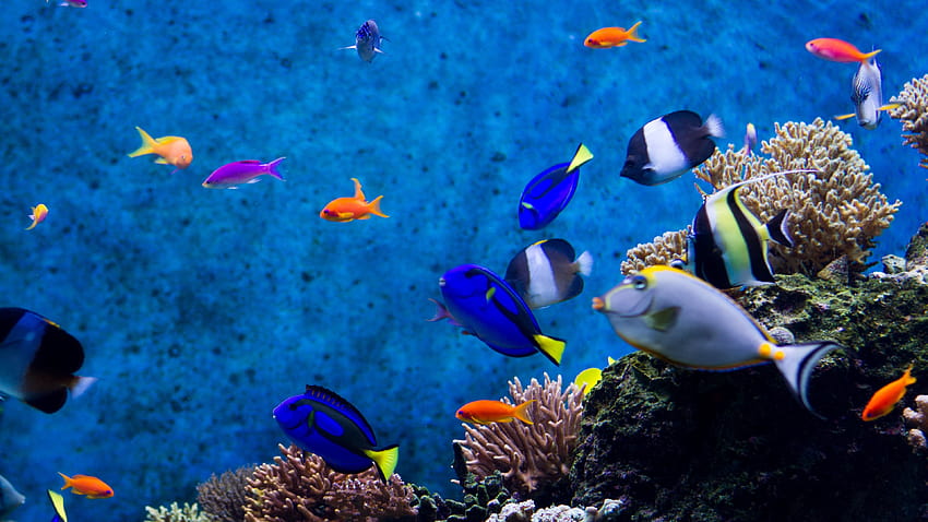 Aquarium Live Windows 10, Aquariencomputer HD-Hintergrundbild