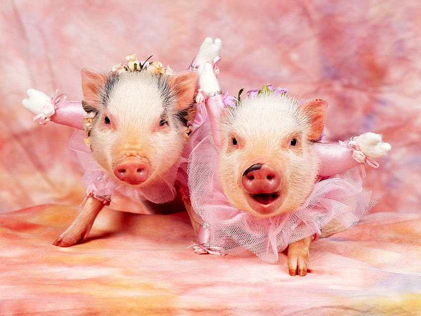 2 lindos cerditos de ballet, cerdos divertidos fondo de pantalla | Pxfuel
