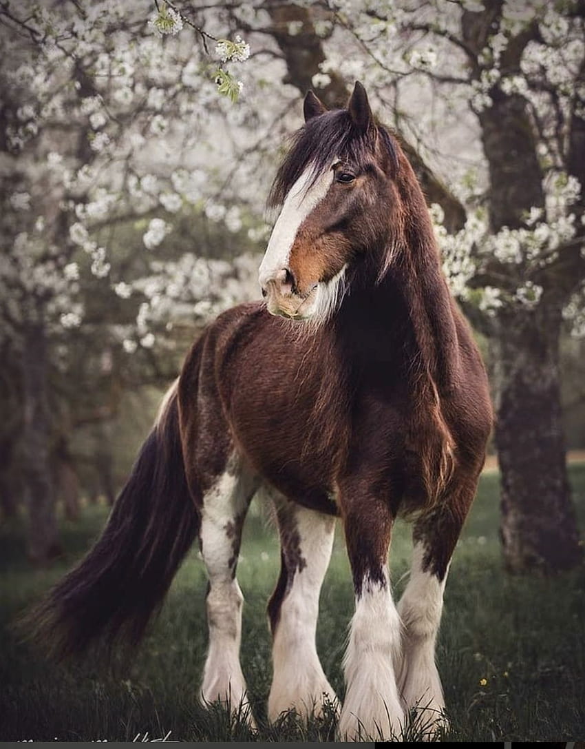 Cavallo di Clydesdale, gigante gentile da tiro pesante. nel 2021, cavallo shire Sfondo del telefono HD