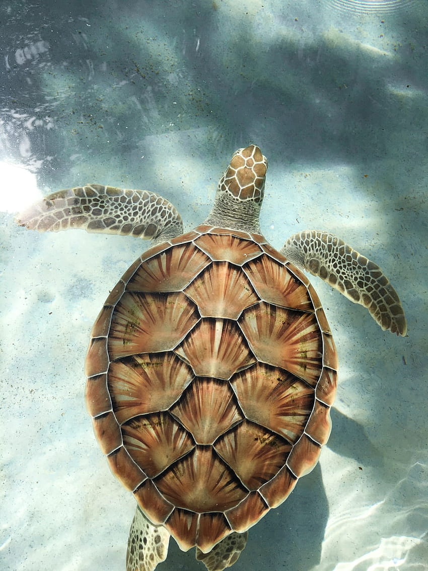Turtle Shell, aesthetic sea turtle HD phone wallpaper