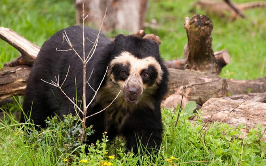 Standing for the spectacled bear HD wallpaper