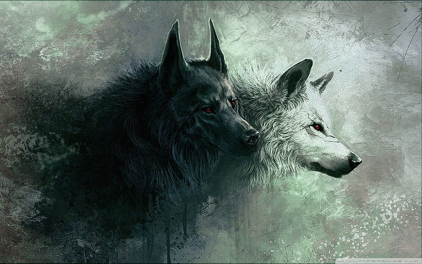 7 Wolf, jugendlicher Wolf HD-Hintergrundbild