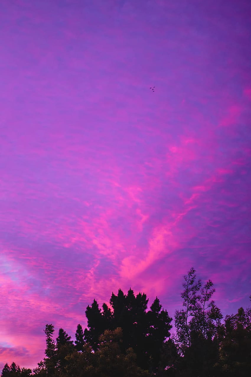 : sky, pink sky, purple sky, clouds, pink clouds, pink purple clouds iphone HD phone wallpaper
